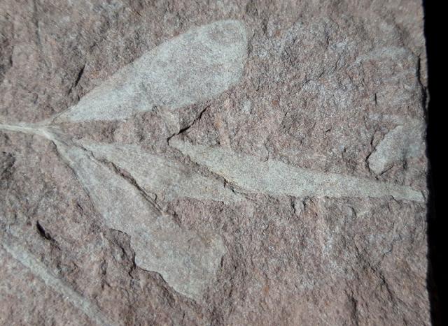 Ginkgoites cf. sibirica (HEER 1876) - Bild &copy; FossNet FossilienStore